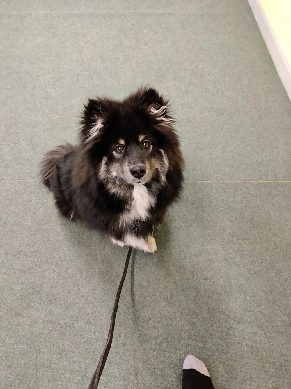 Tilkkuturkin kennel - Kymenlaakso pet otel görseli 2