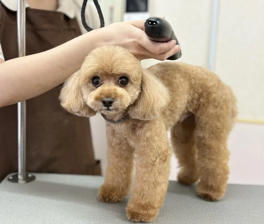 Dog salon & Hotel COCO - Kyoto pet otel
