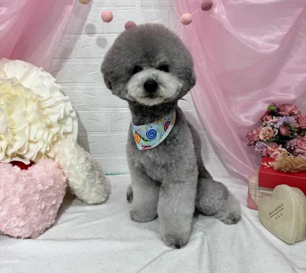 Dog salon & Hotel COCO - Kyoto pet otel görseli 3