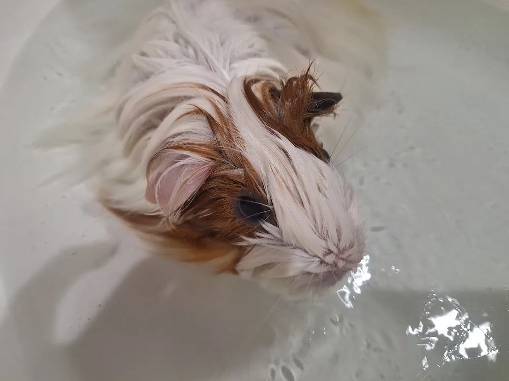 Pet salon & hotel mimi - Kyoto pet otel