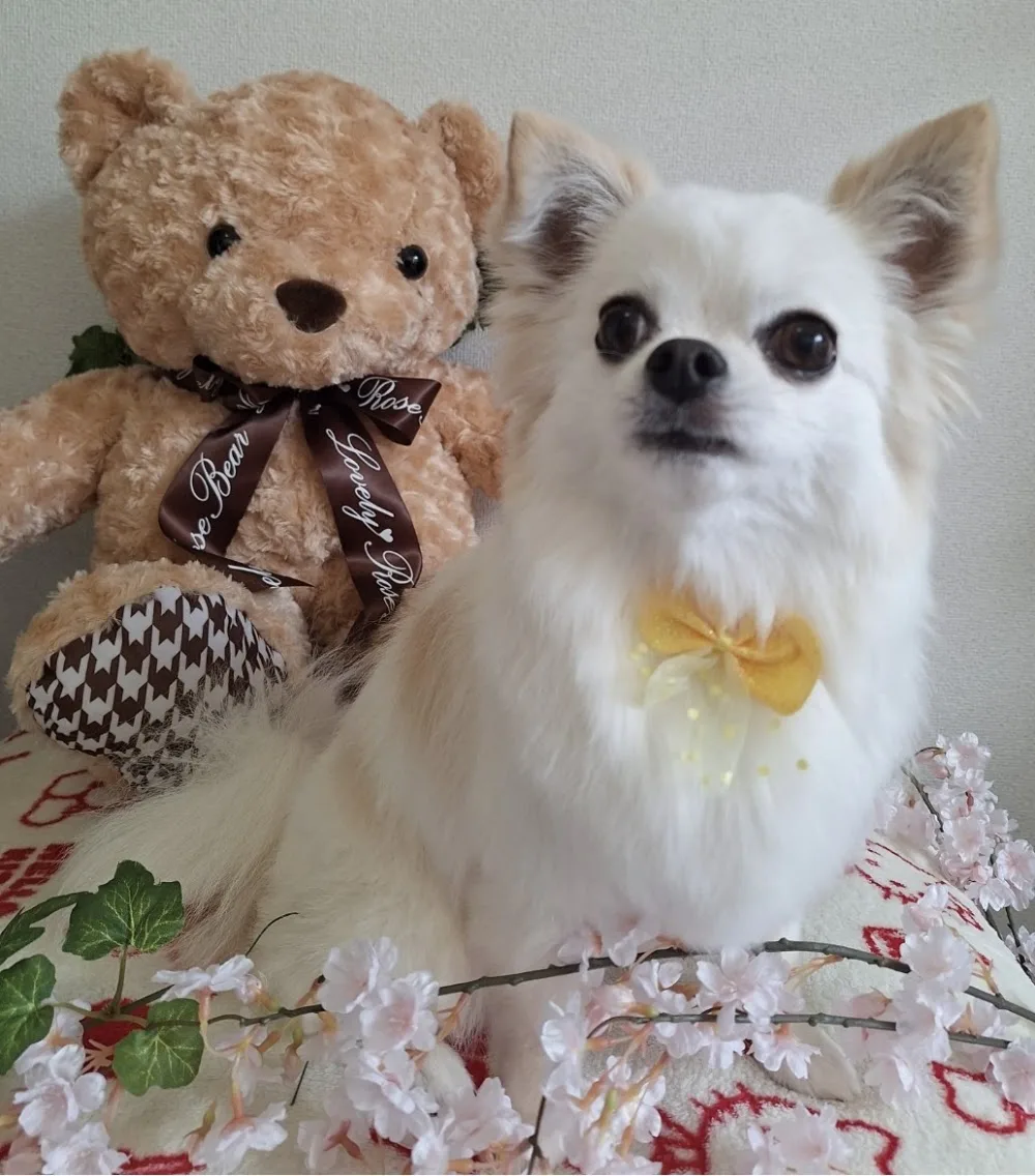 Pet salon & hotel mimi - Kyoto pet otel görseli 3