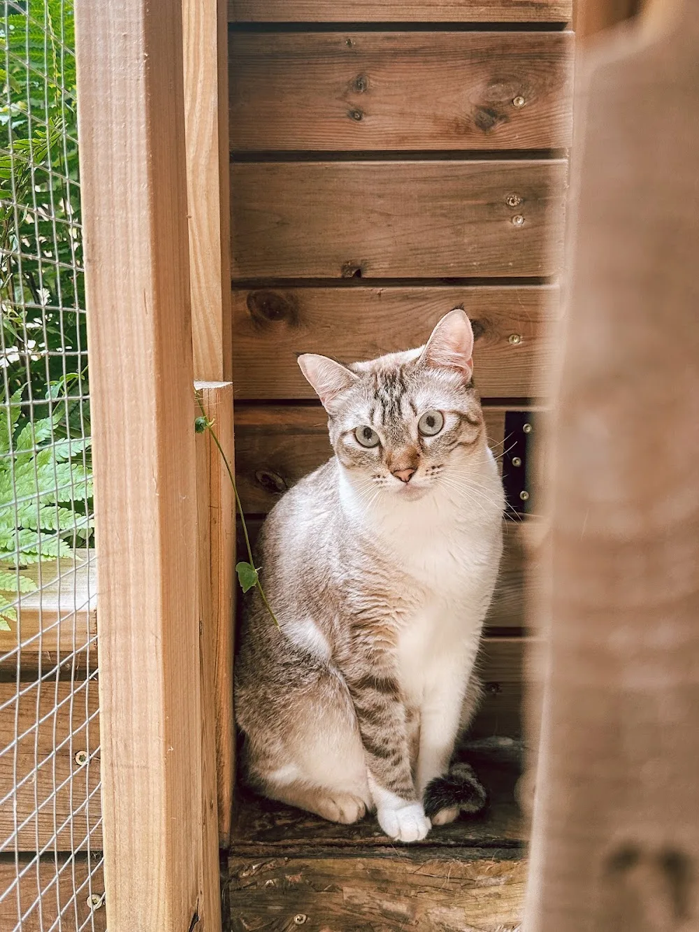 Alix&Co, Hôtel pour chats & Comportementaliste Félin - La Réunion pet otel görseli 3