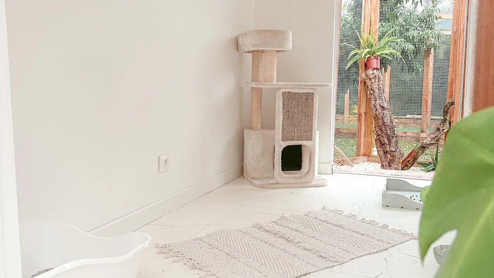 Alix&Co, Hôtel pour chats & Comportementaliste Félin - La Réunion pet otel görseli 6