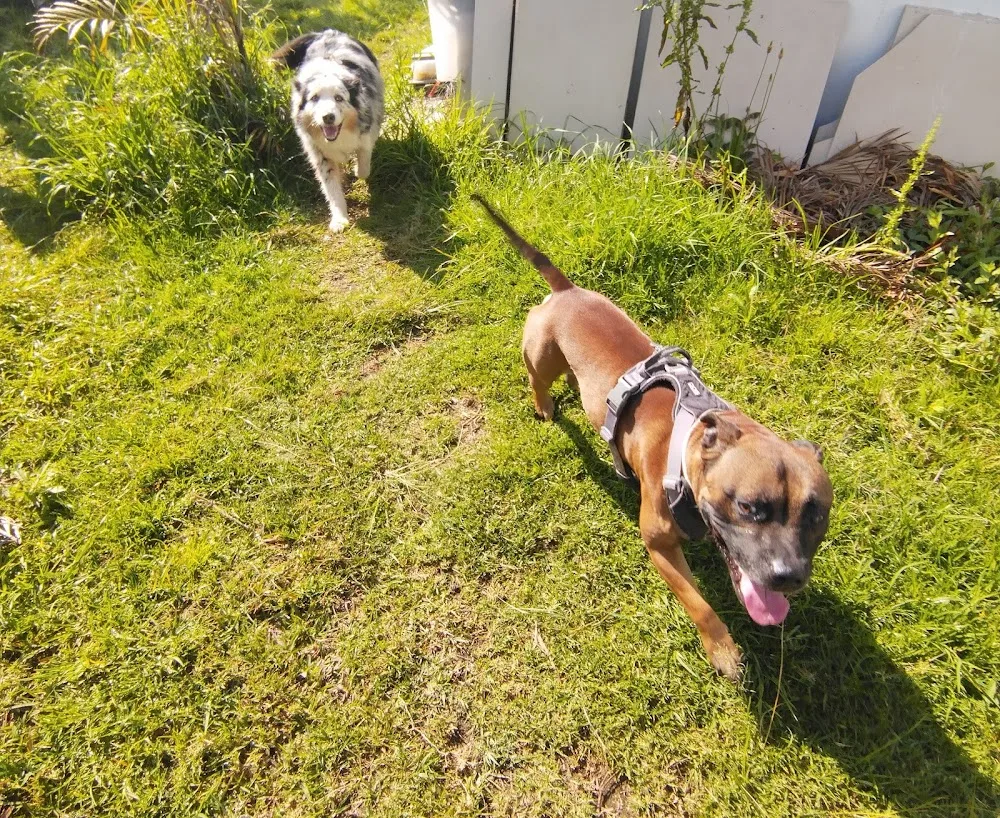 Au Dôme’n des animaux - La Réunion pet otel görseli 3
