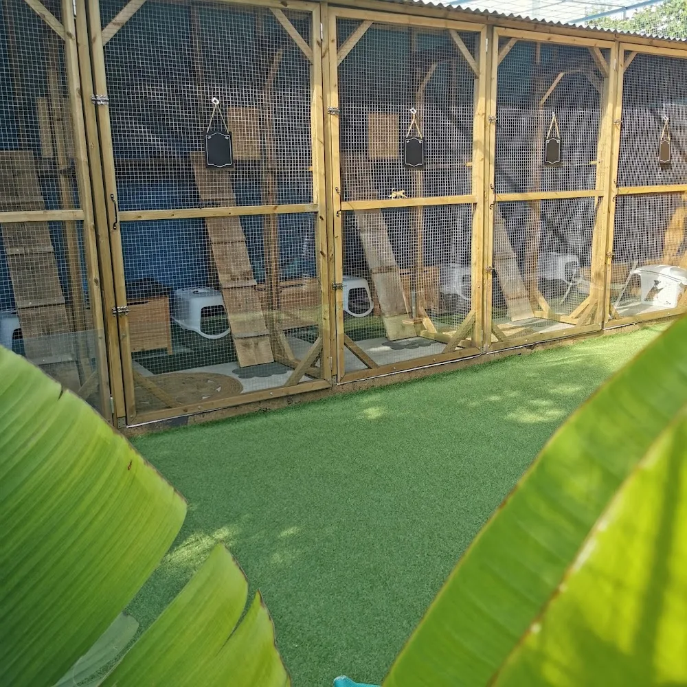 Chez Kisbee - Pension pour chats à la Réunion 974 - La Réunion pet otel