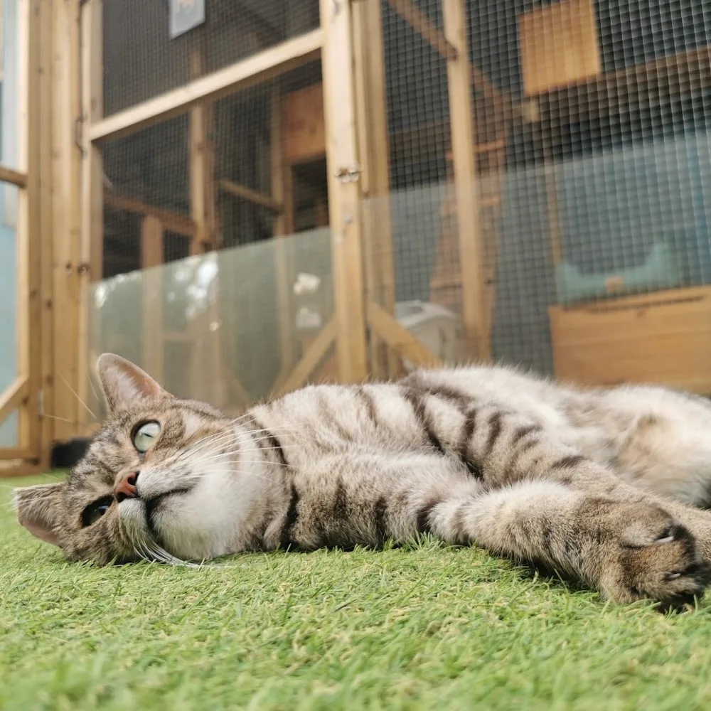 Chez Kisbee - Pension pour chats à la Réunion 974 - La Réunion pet otel görseli 7
