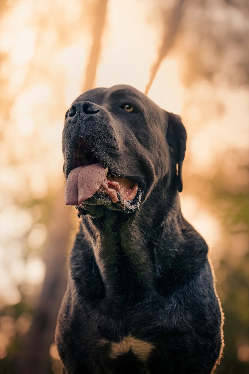 Gard'O Poil | Pension canine familiale - La Réunion pet otel görseli 7
