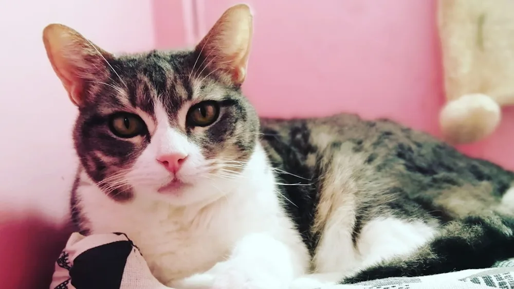 Les P'tits Chatmis | pension pour chats à La Réunion 974 - La Réunion pet otel görseli 6