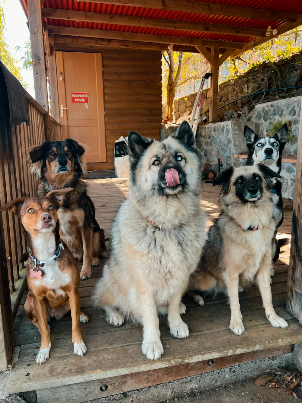 Leu Woof Club - Pension canine, La Réunion - La Réunion pet otel