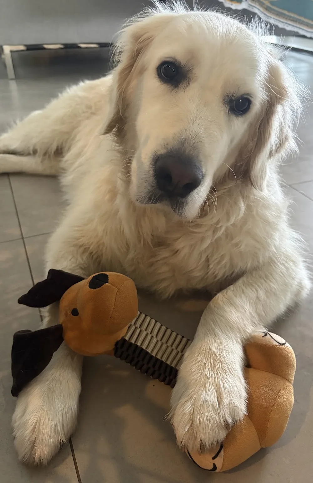 Leu Woof Club - Pension canine, La Réunion - La Réunion pet otel görseli 7
