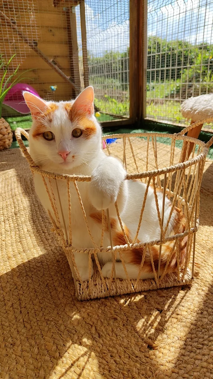 Lodge 1 2 3 Cat - La Réunion pet otel görseli 3