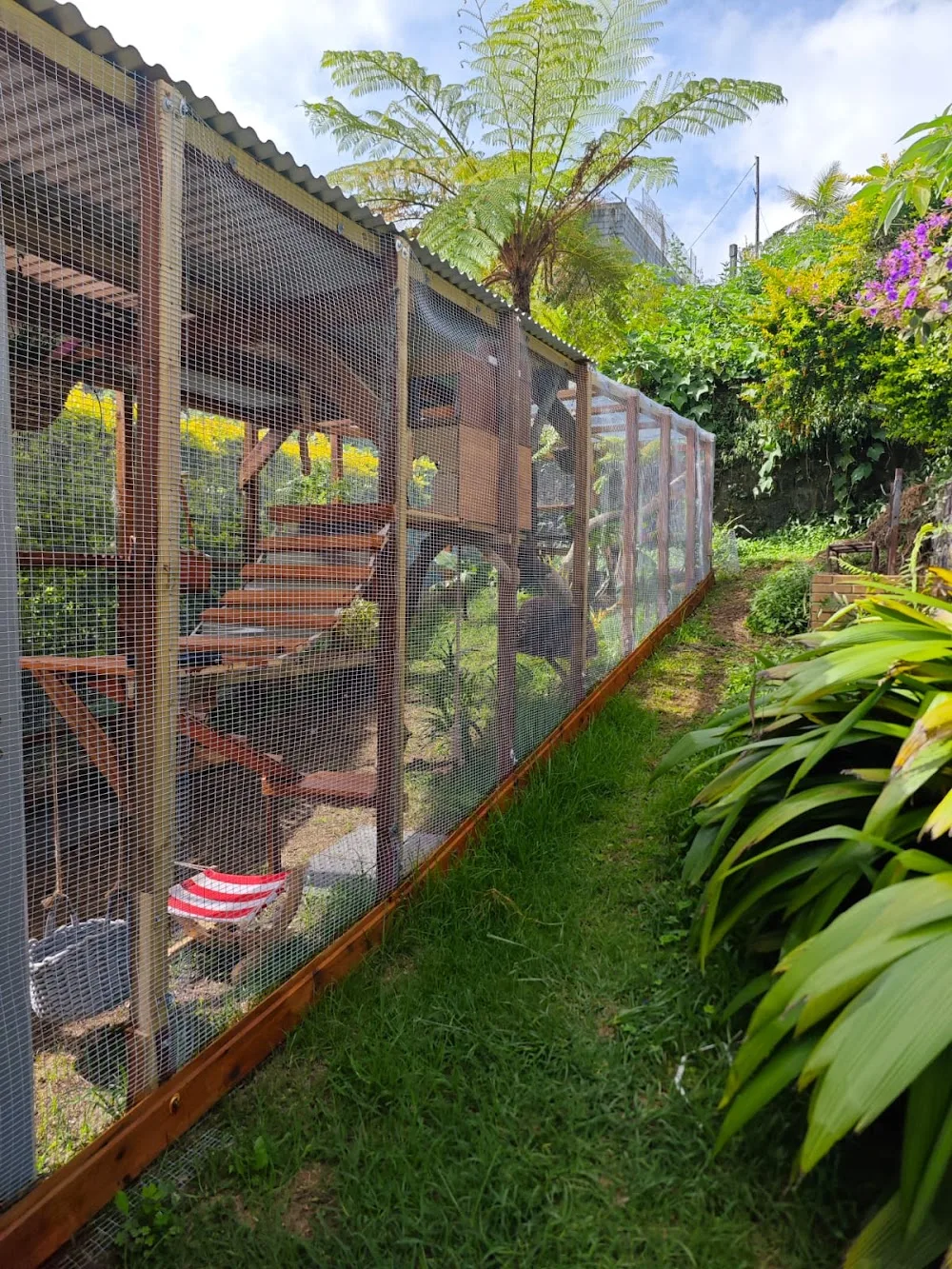 Miaou Lodge - Pension pour Chat Le Tampon - La Réunion pet otel görseli 6