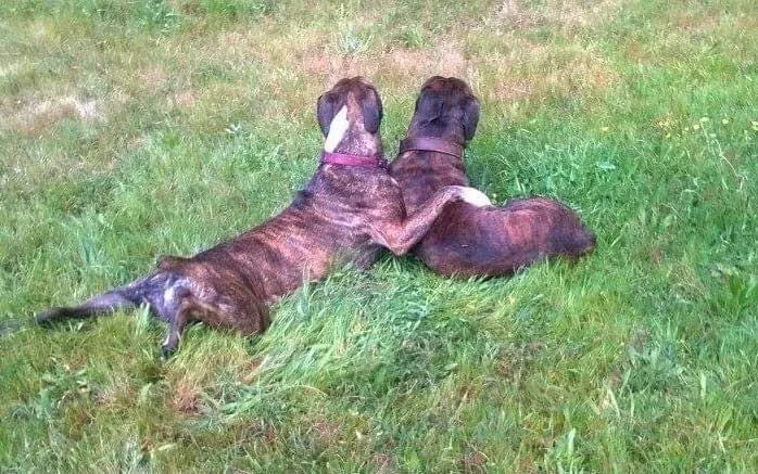 Pension Canine Domaine de la Vallée - La Réunion pet otel görseli 10