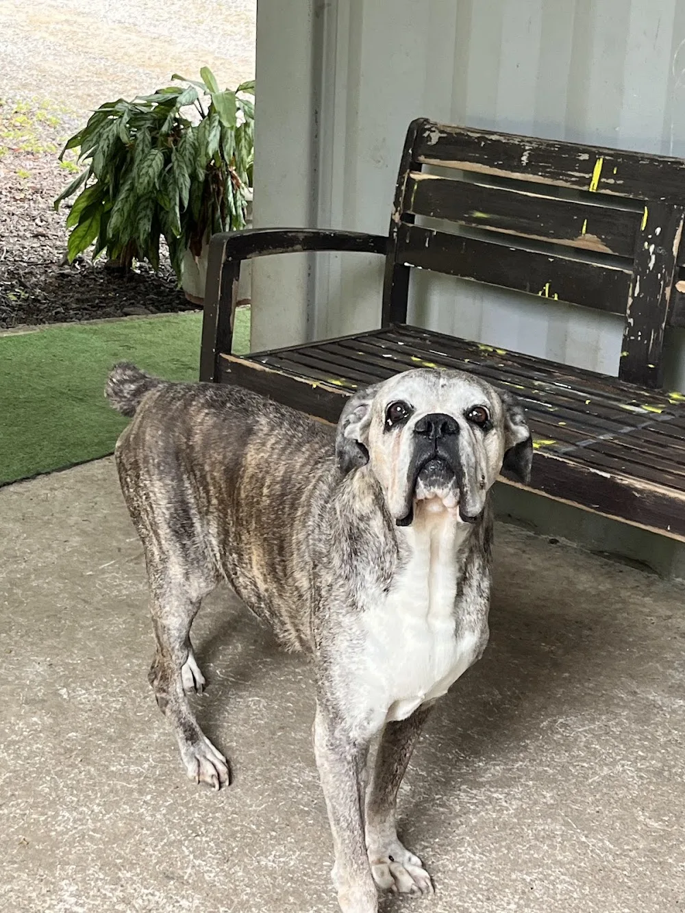 Pension Canine Domaine de la Vallée - La Réunion pet otel görseli 11