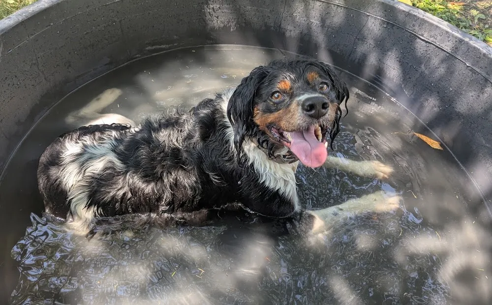 Pension Canine Familiale - La Réunion pet otel