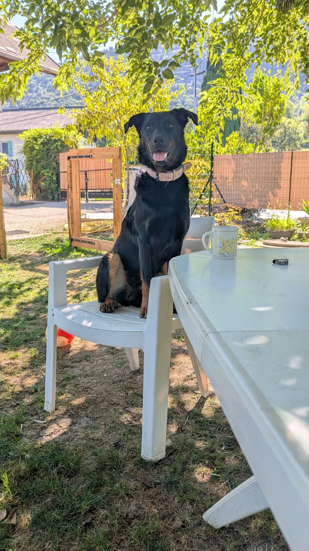 Pension Canine Familiale - La Réunion pet otel görseli 3