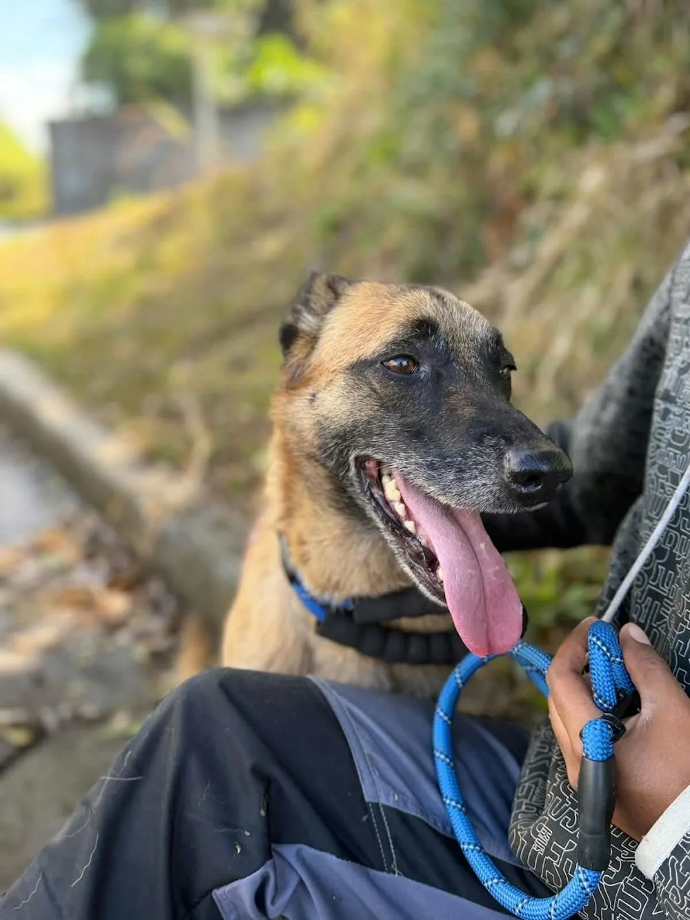 Pension Canine / Féline (Chien et Chat) des Chouchoutés de l'Empereur - La Réunion pet otel görseli 2