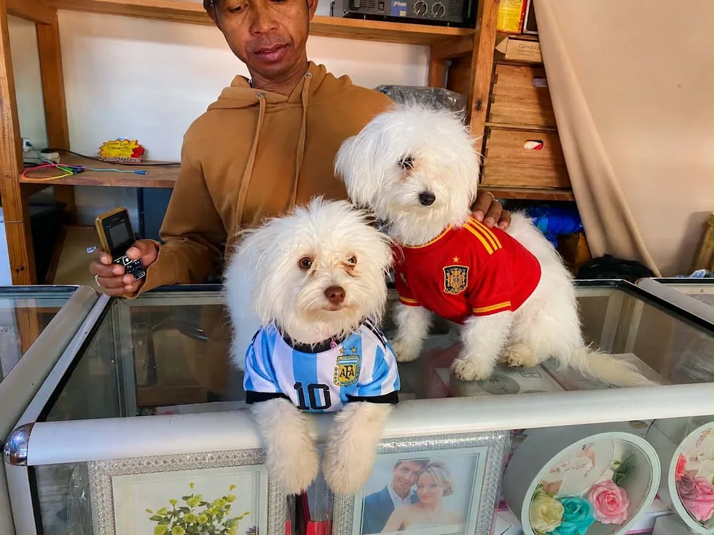 Pension Canine / Féline (Chien et Chat) des Chouchoutés de l'Empereur - La Réunion pet otel görseli 3