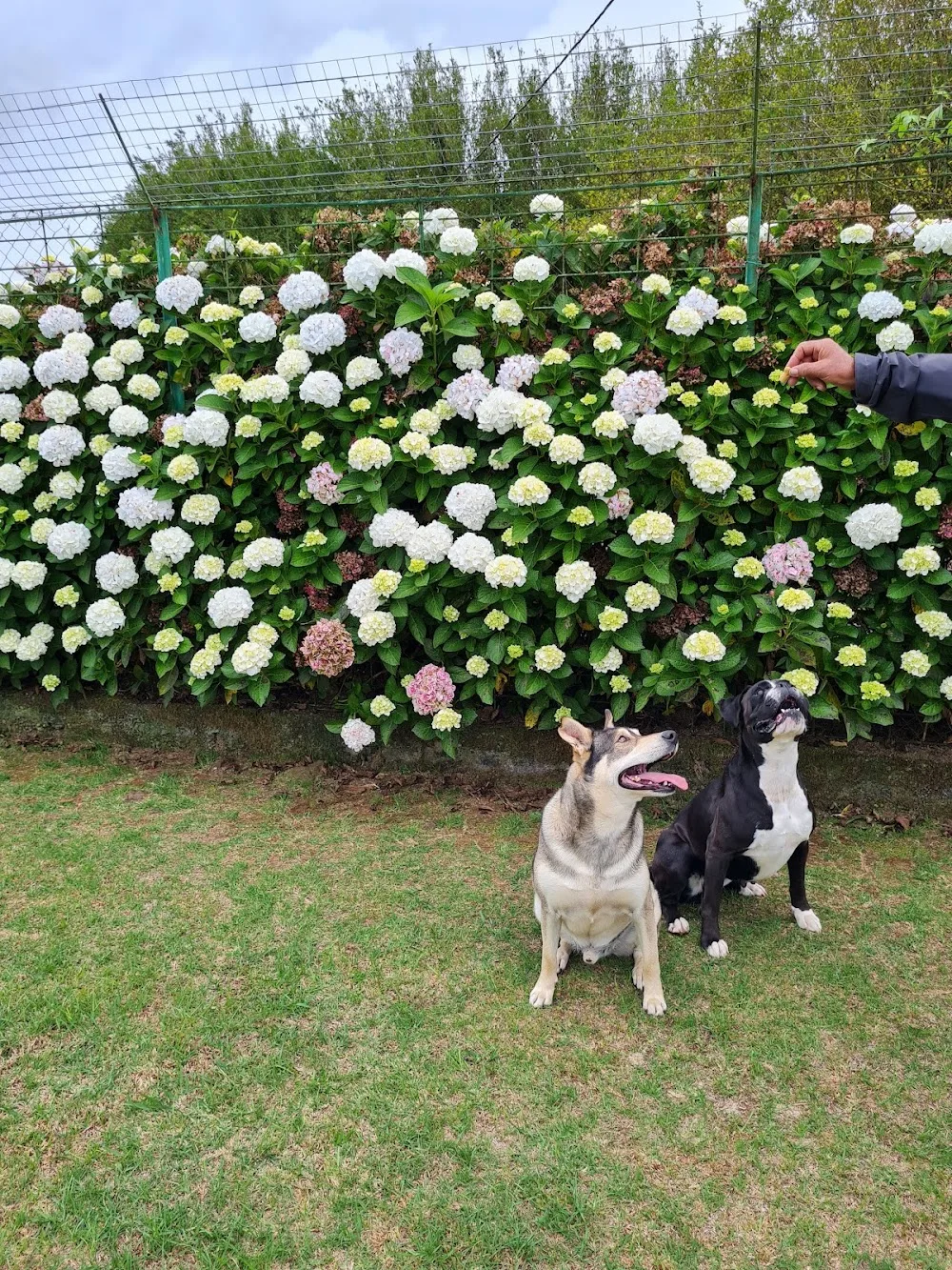 Pension Chiens et Chats - Jean-Yves Hoarau - La Réunion pet otel görseli 6