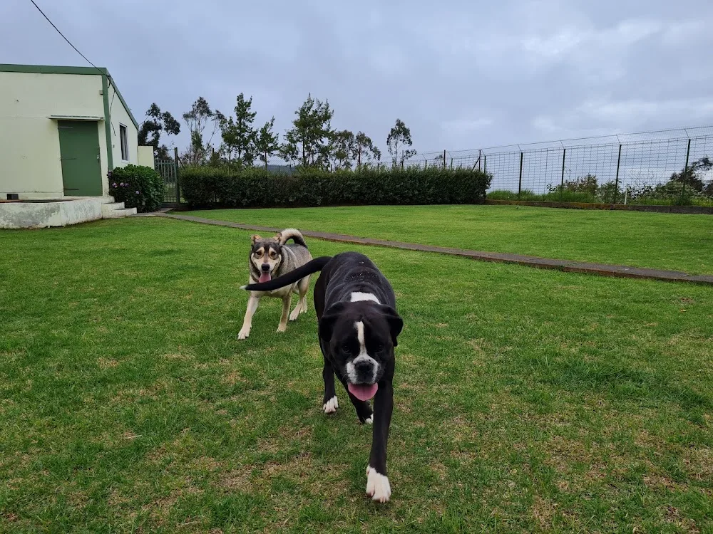 Pension Chiens et Chats - Jean-Yves Hoarau - La Réunion pet otel görseli 7