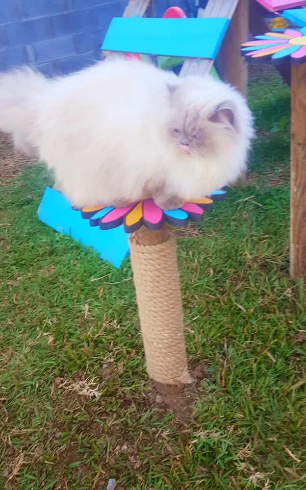 Pension Féline Au bonheur des chats 974 - La Réunion pet otel görseli 3