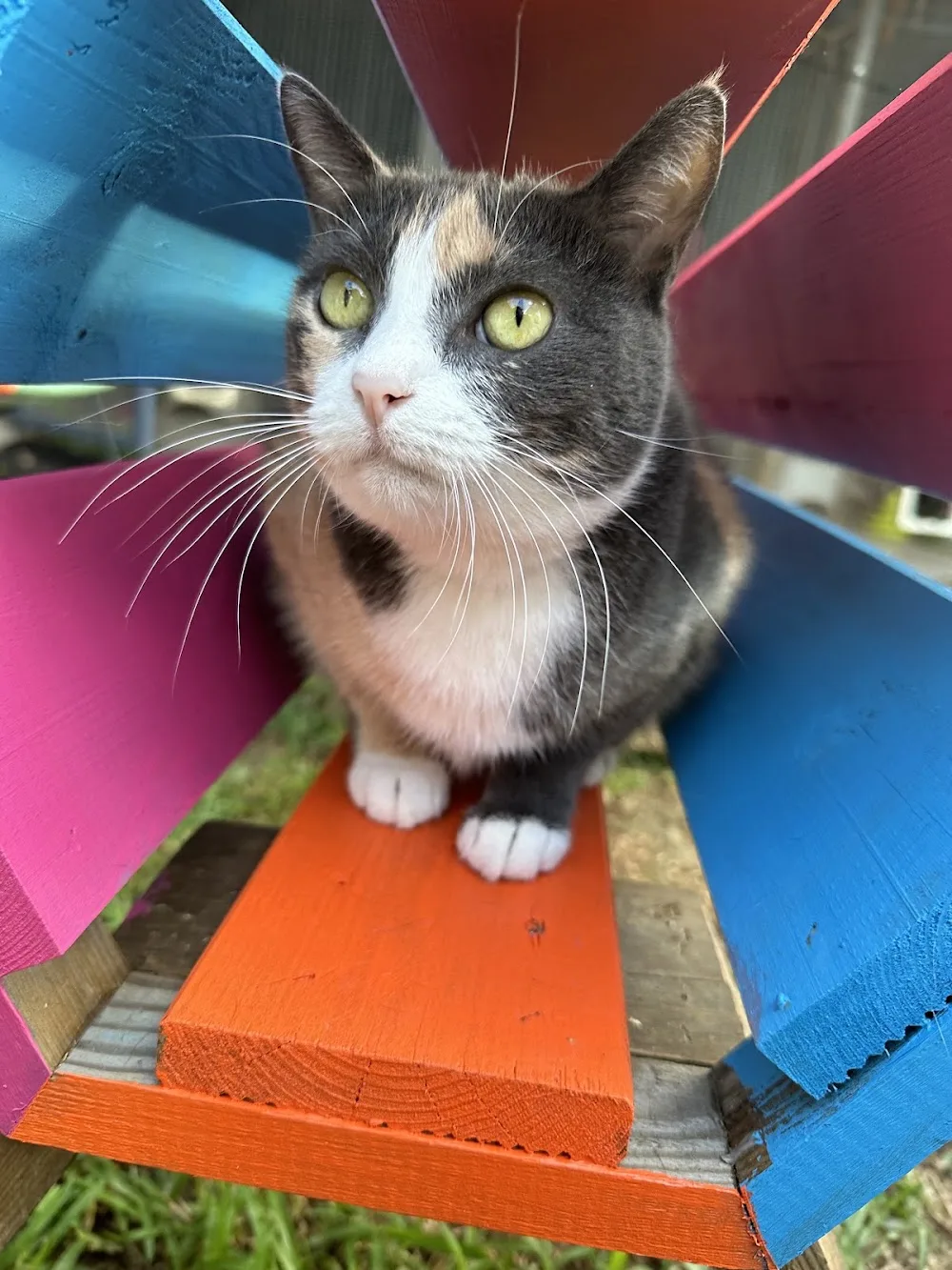 Pension Féline Au bonheur des chats 974 - La Réunion pet otel görseli 6