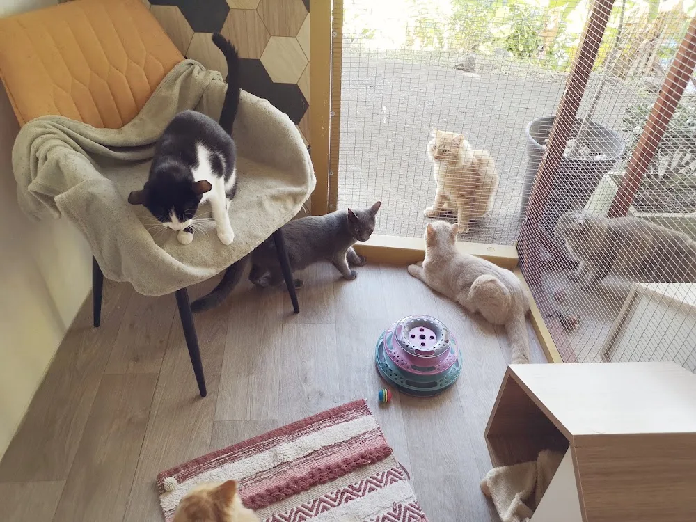 Pension féline de La Montagne : C'est Toi Le Chat ! - La Réunion pet otel görseli 3