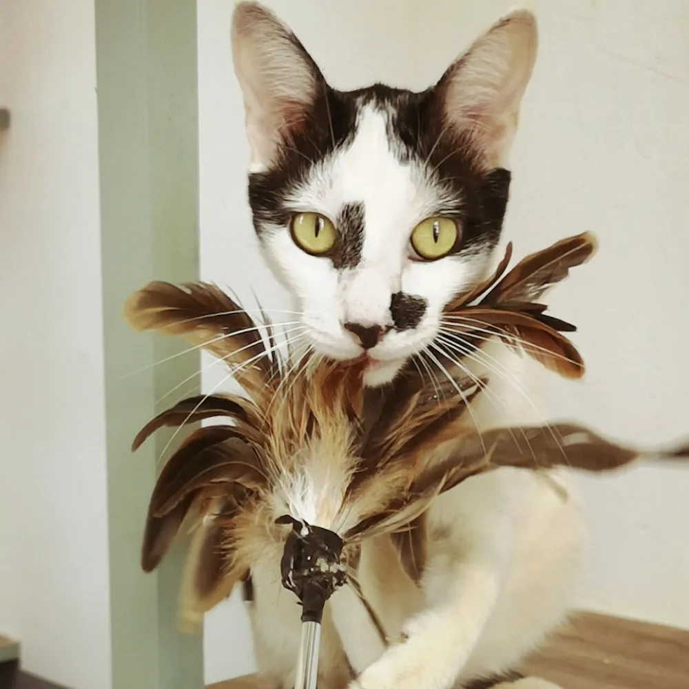 Pension féline de La Montagne : C'est Toi Le Chat ! - La Réunion pet otel görseli 6
