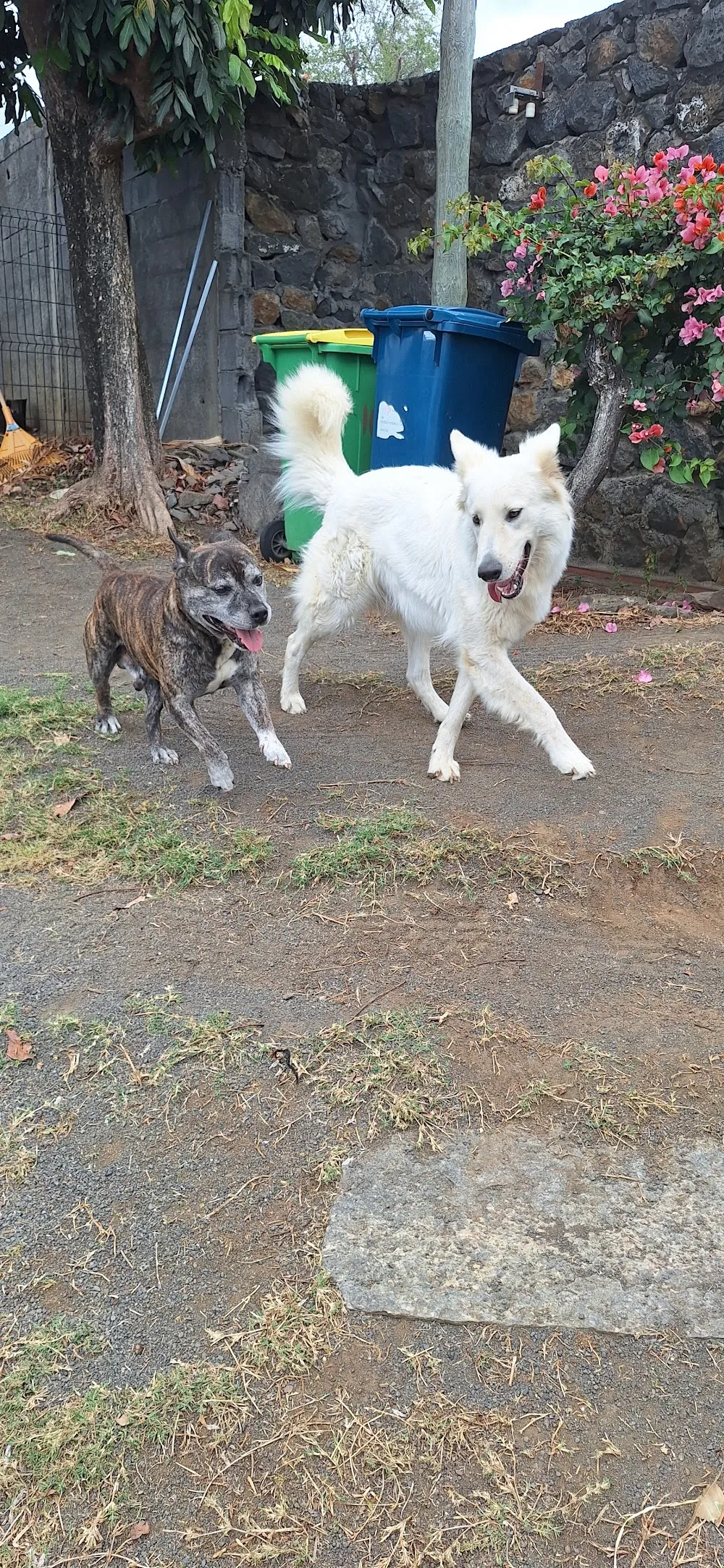 Toutou va bien , pension canine et éducateur canin à Saint-leu - La Réunion pet otel görseli 2