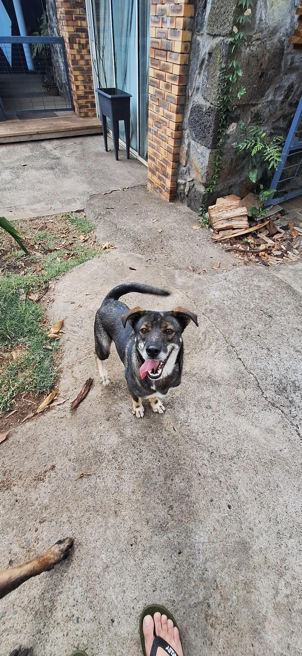 Toutou va bien , pension canine et éducateur canin à Saint-leu - La Réunion pet otel görseli 7