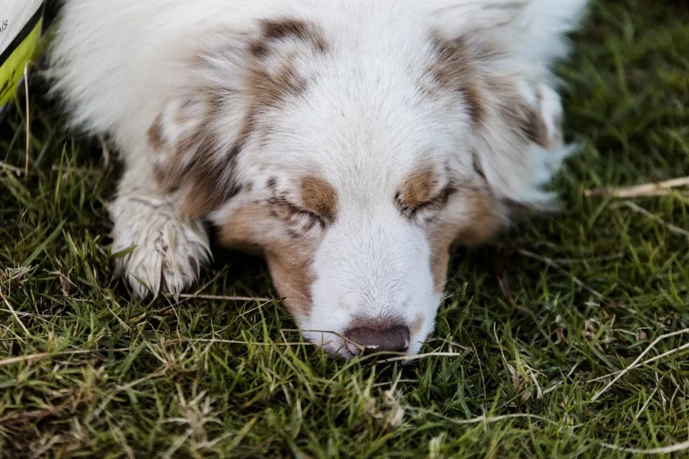 Vanina Pension Canine - La Réunion pet otel görseli 2