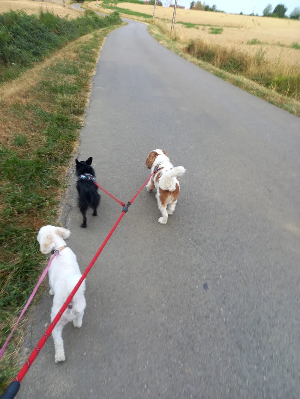 4 paws dog care - LA RIVIÈRE pet otel görseli 2