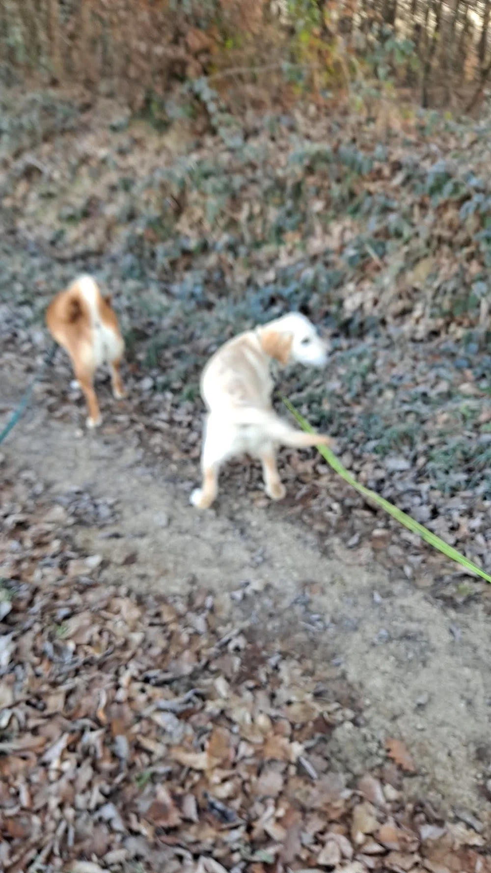 4 paws dog care - LA RIVIÈRE pet otel görseli 3