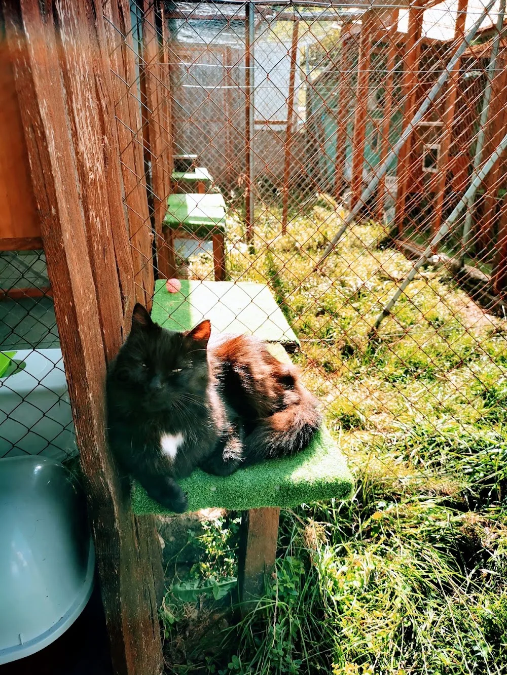 Pension pour chats - La Maison des Chats de Valérie - LA RIVIÈRE pet otel görseli 3