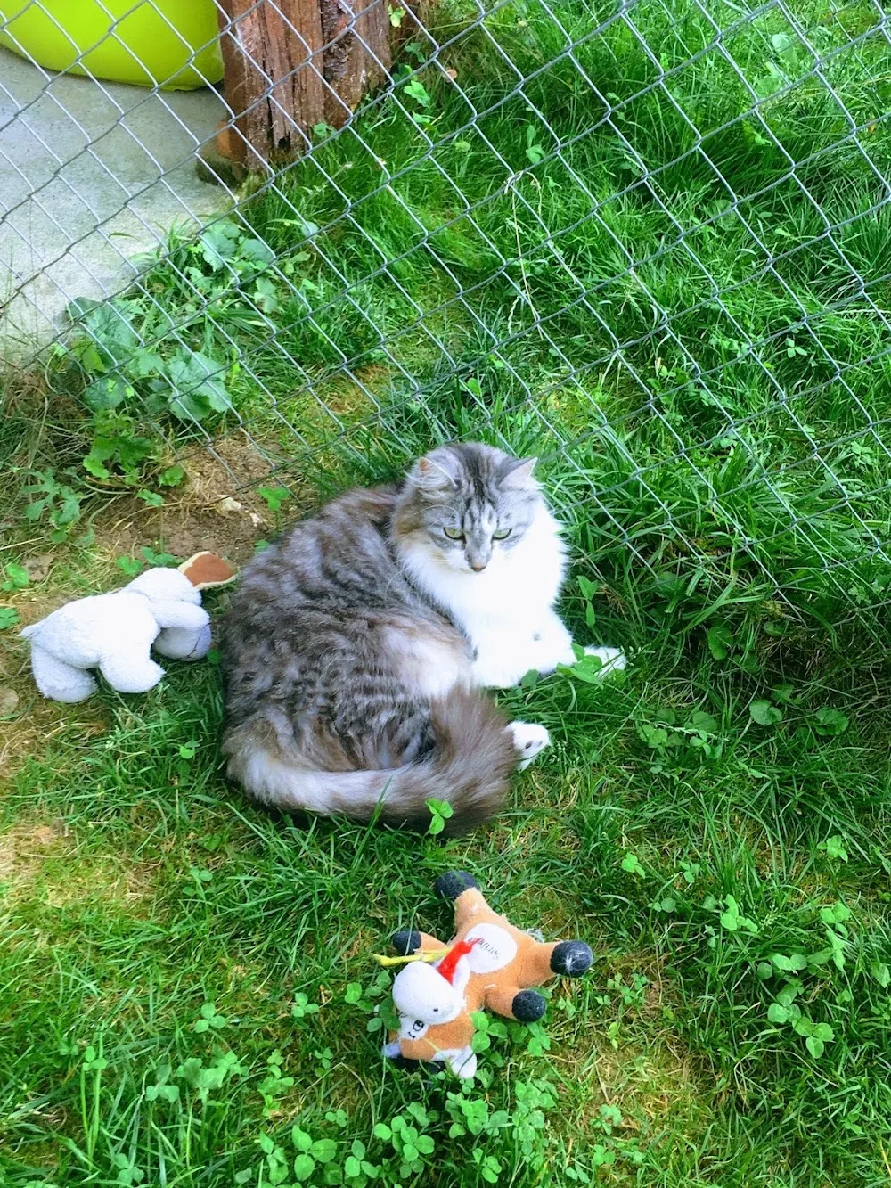 Pension pour chats - La Maison des Chats de Valérie - LA RIVIÈRE pet otel görseli 6