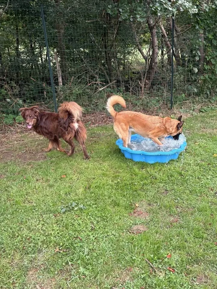 Aux chalets d'Heaven: Pension chiens chats et éducation rééducation canine sur Issoire et Clermont-Ferrand - La Roche-Blanche pet otel görseli 3