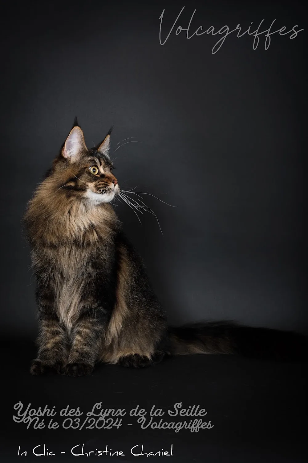 Chatterie Volcagriffes® : Élevage de Maine Coon et Pension pour Chats - La Roche-Blanche pet otel