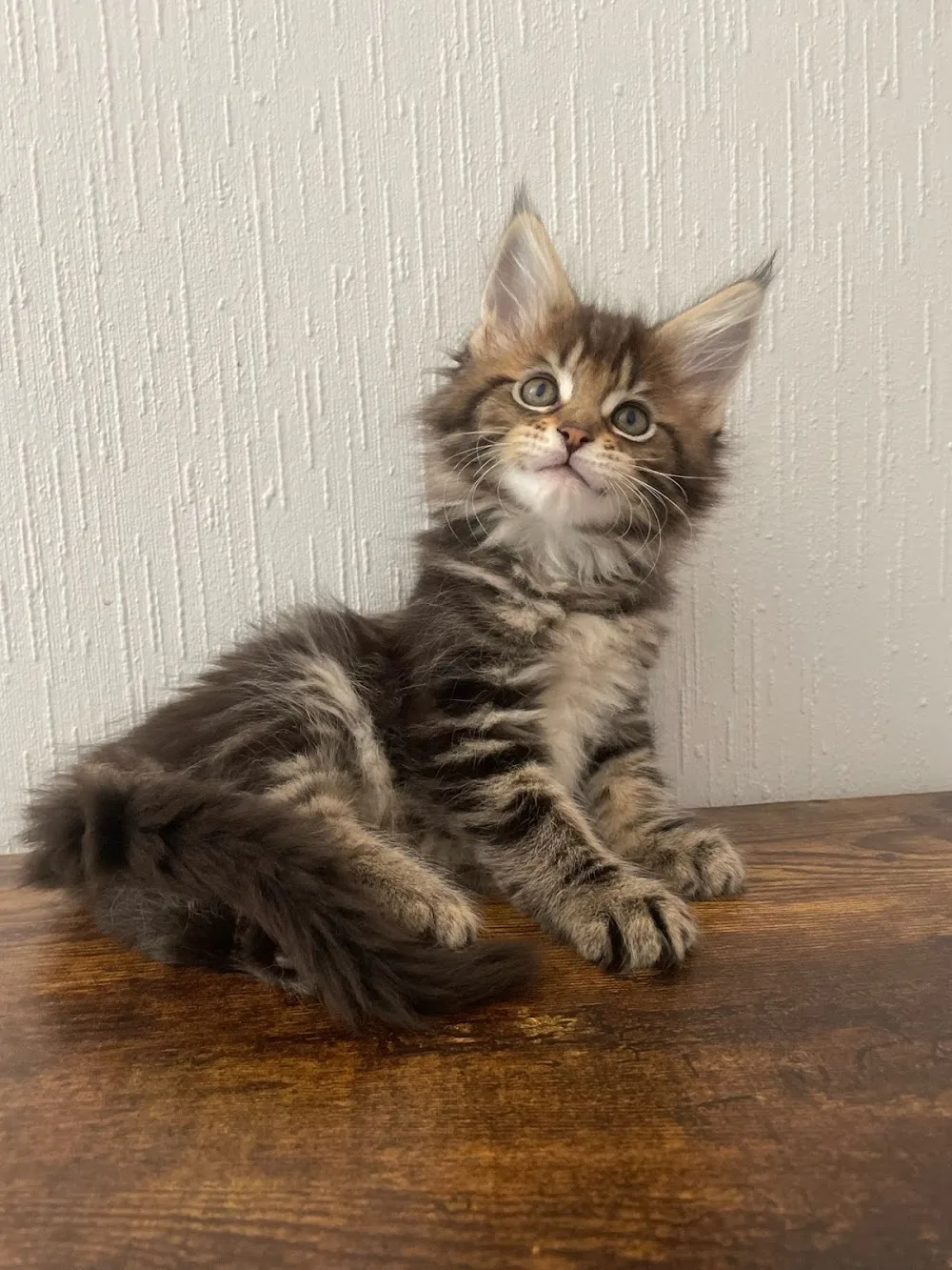 Chatterie Volcagriffes® : Élevage de Maine Coon et Pension pour Chats - La Roche-Blanche pet otel görseli 3