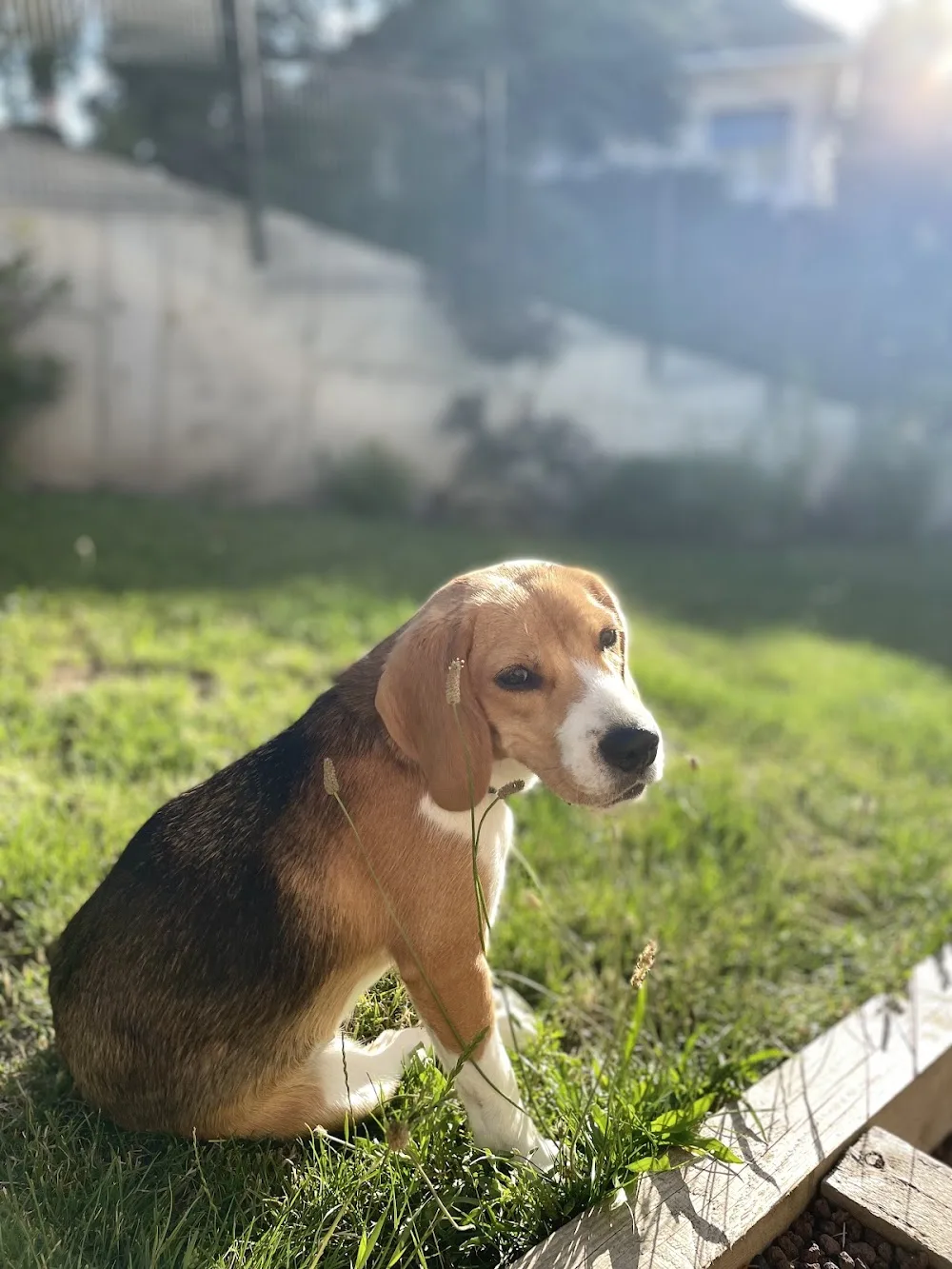 La classe canine (pension puy de dôme) - La Roche-Blanche pet otel görseli 3