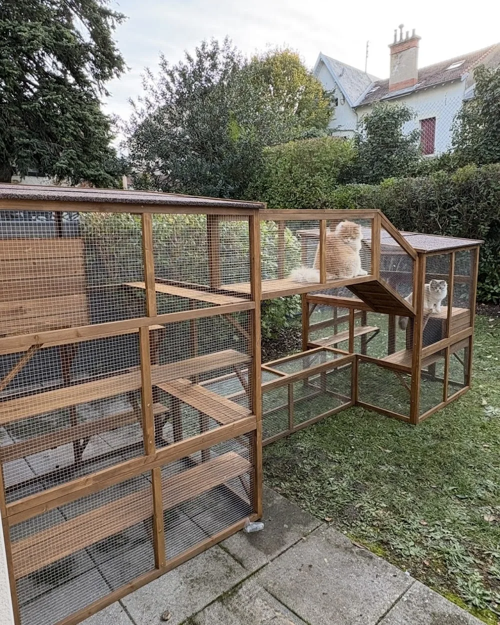 La Crème Des Pattounes - Pension pour chats Clermont-Ferrand - La Roche-Blanche pet otel görseli 3