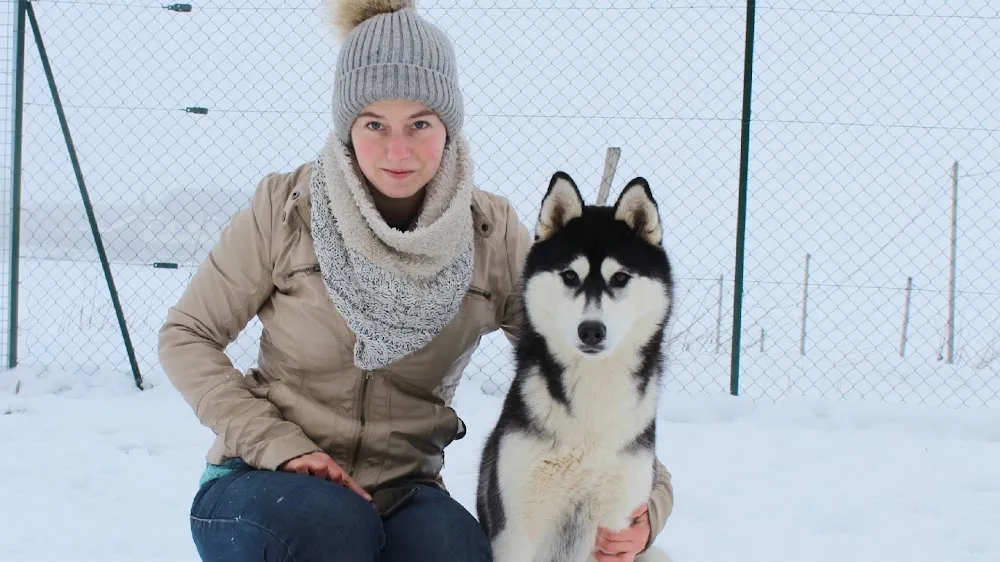 La Terre des Loups - Pension Canine / The Land of Wolves - Elevage de Husky LOF - La Roche-Blanche pet otel