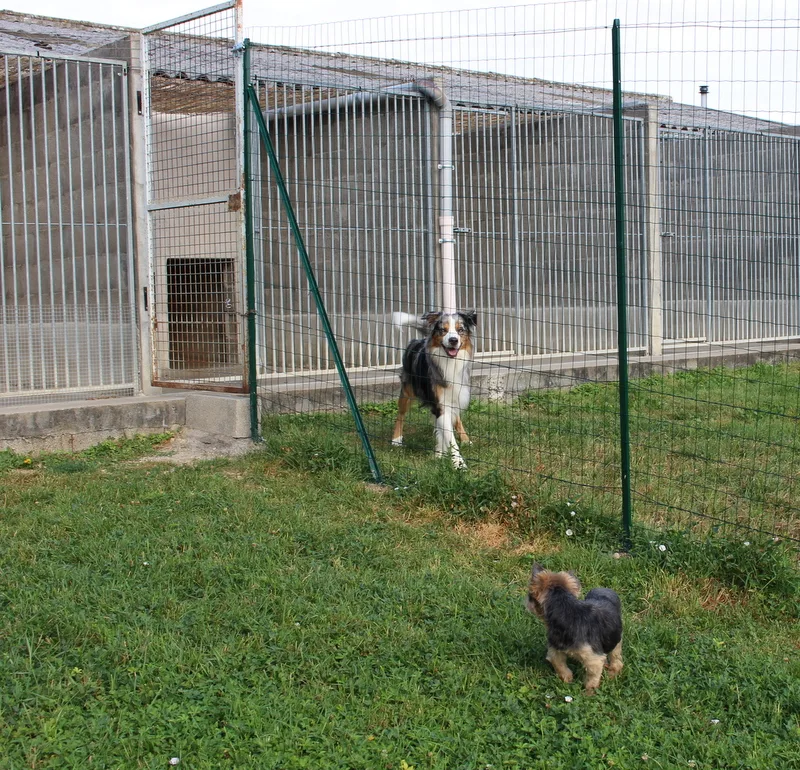 Pension Canine et Féline de Loudenka - La Roche-Blanche pet otel