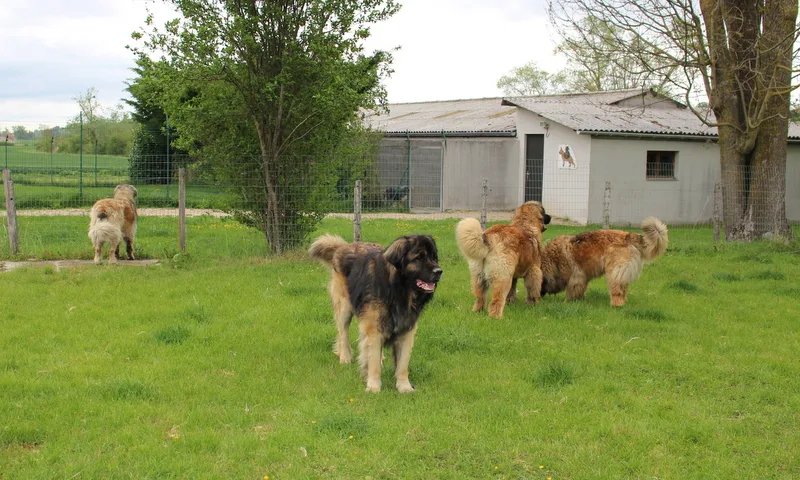 Pension Canine et Féline de Loudenka - La Roche-Blanche pet otel görseli 3