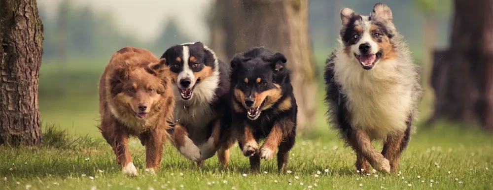 Pension Canine & Féline : Com' Chien & Chat - La Roche-Blanche pet otel görseli 2