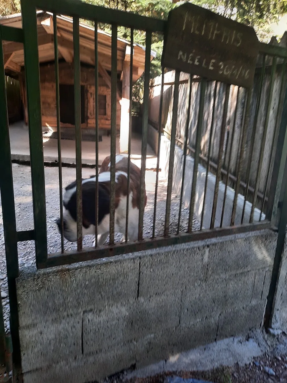 PENSION CANINE TOUTES RACES - Elevage de Saint-Bernard et Bull Terrier du Pays du Mont-Blanc - - La Roche-Blanche pet otel görseli 2