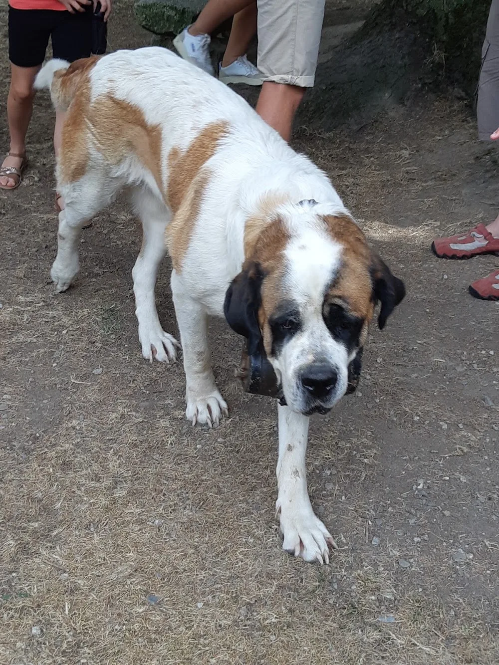 PENSION CANINE TOUTES RACES - Elevage de Saint-Bernard et Bull Terrier du Pays du Mont-Blanc - - La Roche-Blanche pet otel görseli 3