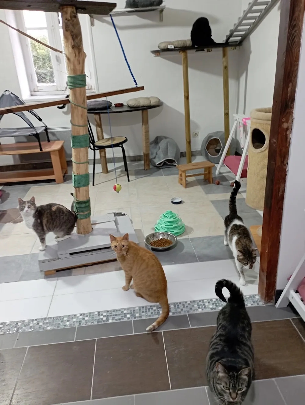 Pension chat à l' orée du bois de l' eau - La Roche-Blanche pet otel