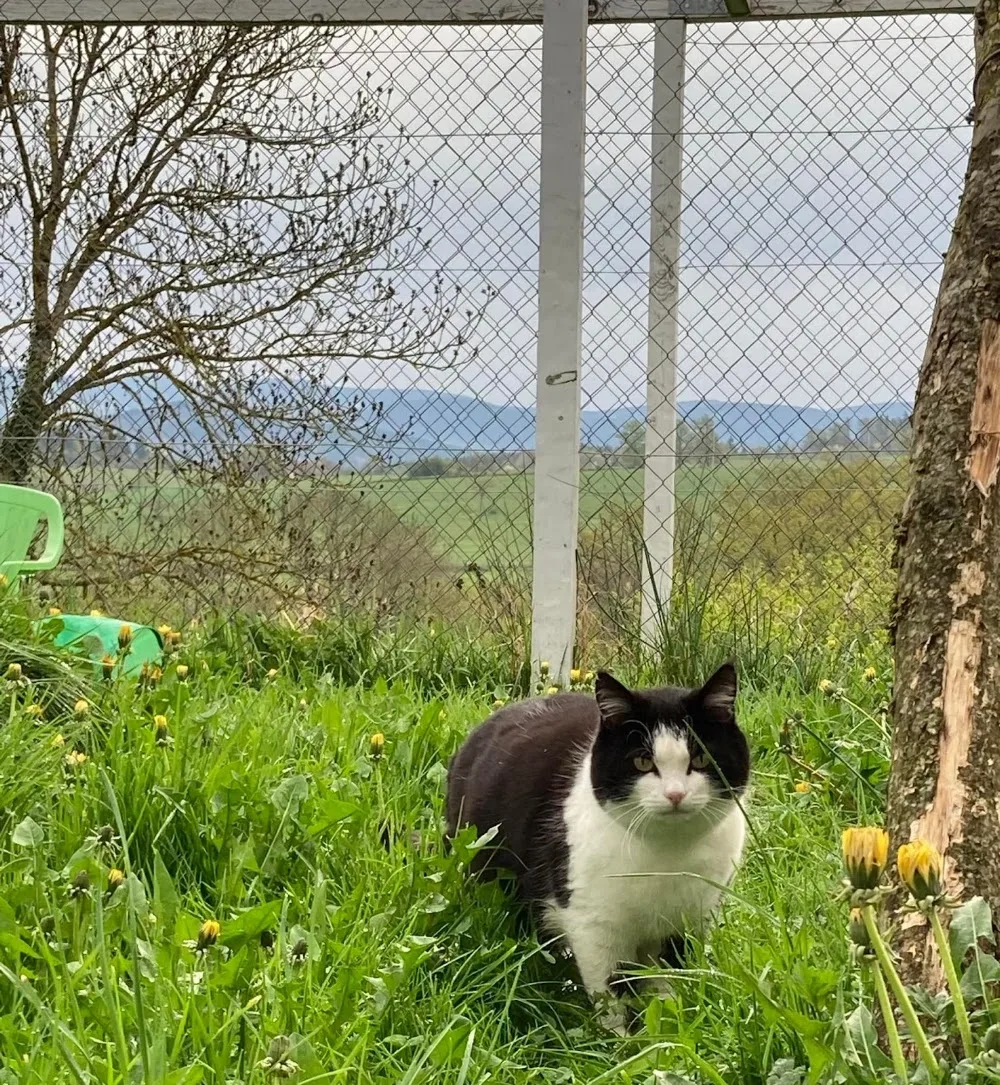 Pension Chien Chat 63 - La Roche-Blanche pet otel görseli 3