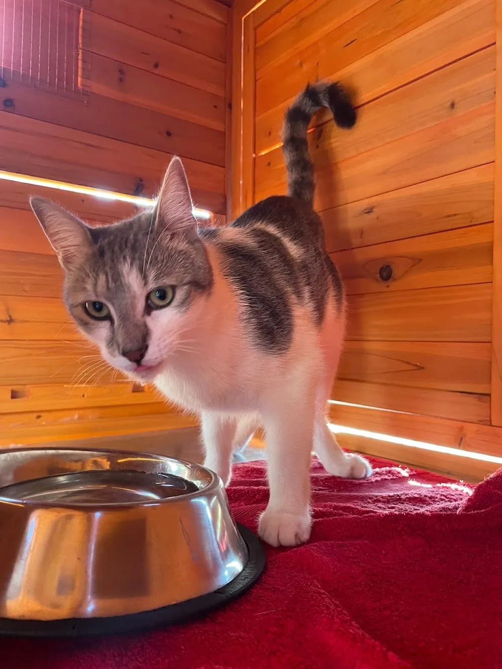 Volcagriffes : Pension pour chat prés de Clermont-Ferrand en Auvergne - La Roche-Blanche pet otel