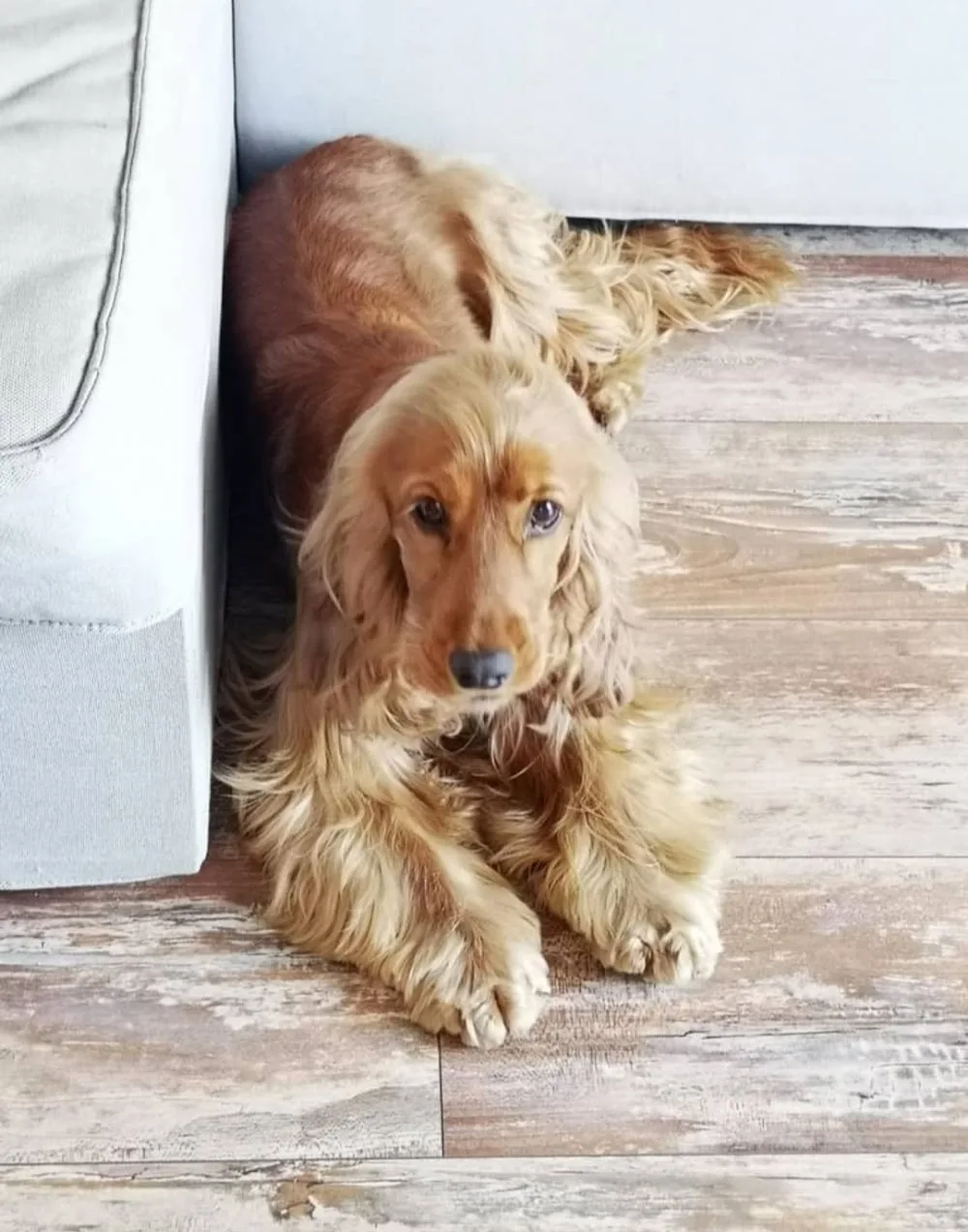 Pensione casalinga per cani rover - La Spezia pet otel görseli 3
